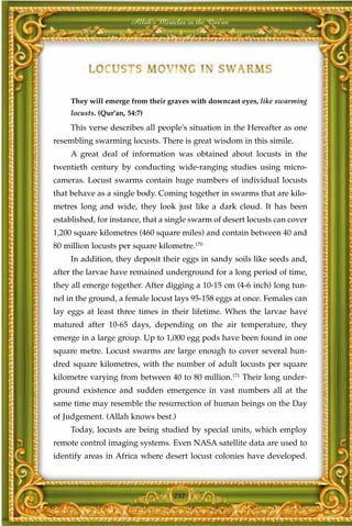 Allah's Miracles in the Qur'an




     They will emerge from their graves with downcast eyes, like swarming
     locusts. (Qur'an, 54:7)

     This verse describes all people's situation in the Hereafter as one
resembling swarming locusts. There is great wisdom in this simile.
     A great deal of information was obtained about locusts in the
twentieth century by conducting wide-ranging studies using micro-
cameras. Locust swarms contain huge numbers of individual locusts
that behave as a single body. Coming together in swarms that are kilo-
metres long and wide, they look just like a dark cloud. It has been
established, for instance, that a single swarm of desert locusts can cover
1,200 square kilometres (460 square miles) and contain between 40 and
80 million locusts per square kilometre.170
     In addition, they deposit their eggs in sandy soils like seeds and,
after the larvae have remained underground for a long period of time,
they all emerge together. After digging a 10-15 cm (4-6 inch) long tun-
nel in the ground, a female locust lays 95-158 eggs at once. Females can
lay eggs at least three times in their lifetime. When the larvae have
matured after 10-65 days, depending on the air temperature, they
emerge in a large group. Up to 1,000 egg pods have been found in one
square metre. Locust swarms are large enough to cover several hun-
dred square kilometres, with the number of adult locusts per square
kilometre varying from between 40 to 80 million.171 Their long under-
ground existence and sudden emergence in vast numbers all at the
same time may resemble the resurrection of human beings on the Day
of Judgement. (Allah knows best.)
     Today, locusts are being studied by special units, which employ
remote control imaging systems. Even NASA satellite data are used to
identify areas in Africa where desert locust colonies have developed.



                                     232
 