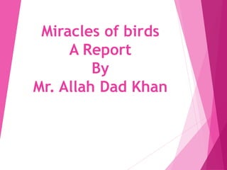 Miracles of birds
A Report
By
Mr. Allah Dad Khan
 