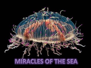 MIRACLES OF THE SEA 