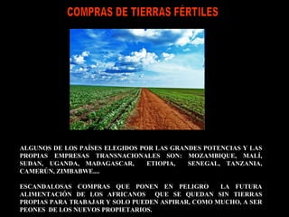 ALGUNOS DE LOS PAÍSES ELEGIDOS POR LAS GRANDES POTENCIAS Y LAS PROPIAS EMPRESAS TRANSNACIONALES SON: MOZAMBIQUE, MALÍ, SUDAN, UGANDA, MADAGASCAR,  ETIOPIA,  SENEGAL, TANZANIA, CAMERÚN, ZIMBABWE....  ESCANDALOSAS COMPRAS QUE PONEN EN PELIGRO  LA FUTURA ALIMENTACIÓN DE LOS AFRICANOS  QUE SE QUEDAN SIN TIERRAS PROPIAS PARA TRABAJAR Y SOLO PUEDEN ASPIRAR, COMO MUCHO, A SER PEONES  DE LOS NUEVOS PROPIETARIOS. COMPRAS DE TIERRAS FÉRTILES 
