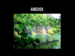 ANEXOS  