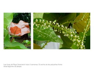 Las Uvas de Playa ﬂorecieron hace 3 semanas. El aroma de las pequeñas ﬂores
atrae legiones de abejas.
 