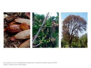 Las caobas son un espectáculo majestuoso, desde la semilla hasta el árbol
adulto, pasando por cada etapa.
 