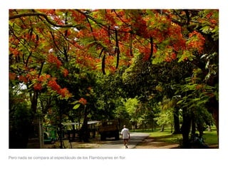Pero nada se compara al espectáculo de los Flamboyanes en ﬂor.
 