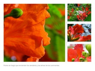Flores de fuego que encienden los senderos y las almas de los caminantes.
 