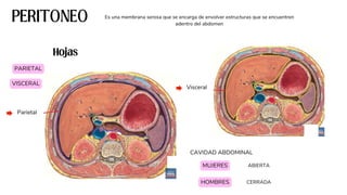 EMBRIOLOGIA - ANATOMIA DE LA CAVIDAD ABDOMINAL | PDF