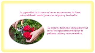 La popularidad de la rosa es tal que se encuentra entre las flores
más vendidas del mundo, junto a los tulipanes y los claveles.
Su comercio también es impulsado por ser
uno de los ingredientes principales de
perfumes, cremas y otros cosméticos.
 