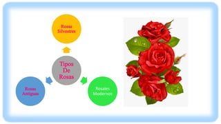 Rosales
Modernos
 