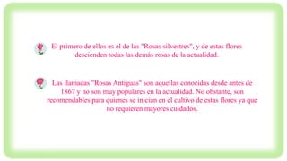 El primero de ellos es el de las "Rosas silvestres", y de estas flores
descienden todas las demás rosas de la actualidad.
Las llamadas "Rosas Antiguas" son aquellas conocidas desde antes de
1867 y no son muy populares en la actualidad. No obstante, son
recomendables para quienes se inician en el cultivo de estas flores ya que
no requieren mayores cuidados.
 