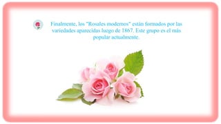Finalmente, los "Rosales modernos" están formados por las
variedades aparecidas luego de 1867. Este grupo es el más
popular actualmente.
 