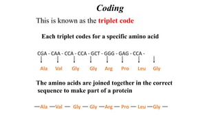 Mira_Nucleotides_NucleicA_Chemistry_Metabolism.pptx