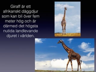 Giraff är ett
afrikanskt däggdjur
som kan bli över fem
meter hög och är
därmed det högsta
nutida landlevande
djuret i världen.
 