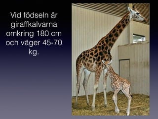Vid födseln är
giraffkalvarna
omkring 180 cm
och väger 45-70
kg.
 