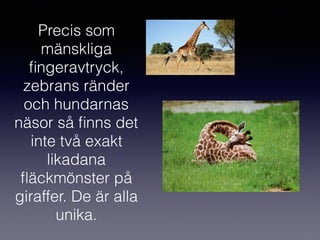 Precis som
mänskliga
ﬁngeravtryck,
zebrans ränder
och hundarnas
näsor så ﬁnns det
inte två exakt
likadana
ﬂäckmönster på
giraffer. De är alla
unika.
 