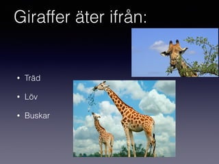 Giraffer äter ifrån:
• Träd
• Löv
• Buskar
 
