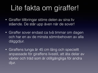 Lite fakta om giraffer!
• Giraffer tillbringar större delen av sina liv
stående. De står upp även när de sover!
• Giraffer sover endast ca två timmar om dagen
och har en av de minsta sömnbehoven av alla
däggdjur.
• Giraffens tunga är 45 cm lång och speciellt
anpassade för giraffens livsstil, att äta delar av
växter och träd som är otillgängliga för andra
djur.
 