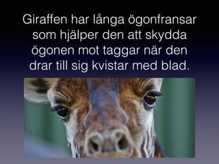 Giraffen har långa ögonfransar
som hjälper den att skydda
ögonen mot taggar när den
drar till sig kvistar med blad.
 