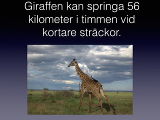 Giraffen kan springa 56
kilometer i timmen vid
kortare sträckor.
 
