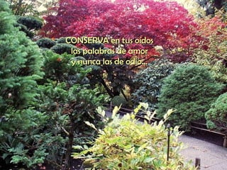 CONSERVA en tus oídos  las palabras de amor  y nunca las de odio...  