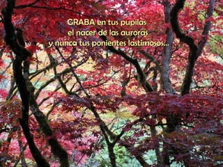 GRABA en tus pupilas  el nacer de las auroras  y nunca tus ponientes lastimosos... 