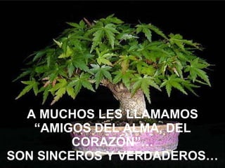 A MUCHOS LES LLAMAMOS “AMIGOS DEL ALMA, DEL CORAZÓN”… SON SINCEROS Y VERDADEROS… 