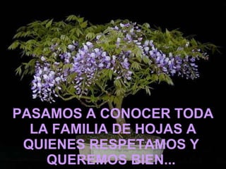 PASAMOS A CONOCER TODA LA FAMILIA DE HOJAS A QUIENES RESPETAMOS Y  QUEREMOS BIEN...   