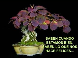SABEN CUÁNDO
ESTAMOS BIEN,
SABEN LO QUE NOS
HACE FELICES...

 