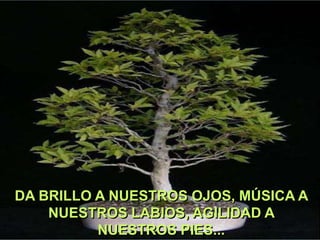 DA BRILLO A NUESTROS OJOS, MÚSICA A
NUESTROS LABIOS, AGILIDAD A
NUESTROS PIES...

 