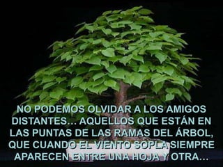 NO PODEMOS OLVIDAR A LOS AMIGOS
DISTANTES… AQUELLOS QUE ESTÁN EN
LAS PUNTAS DE LAS RAMAS DEL ÁRBOL,
QUE CUANDO EL VIENTO SOPLA SIEMPRE
APARECEN ENTRE UNA HOJA Y OTRA…

 