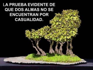 LA PRUEBA EVIDENTE DE
QUE DOS ALMAS NO SE
ENCUENTRAN POR
CASUALIDAD.

 