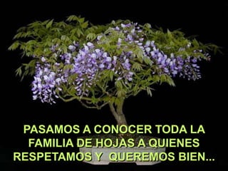 PASAMOS A CONOCER TODA LA
FAMILIA DE HOJAS A QUIENES
RESPETAMOS Y QUEREMOS BIEN...

 