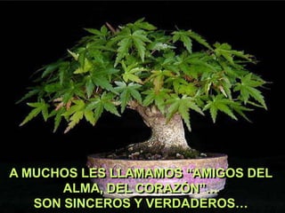A MUCHOS LES LLAMAMOS “AMIGOS DEL
ALMA, DEL CORAZÓN”…
SON SINCEROS Y VERDADEROS…

 