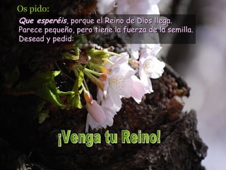 Os pido:
Que esperéis, porque el Reino de Dios llega.
Parece pequeño, pero tiene la fuerza de la semilla.
Desead y pedid:
