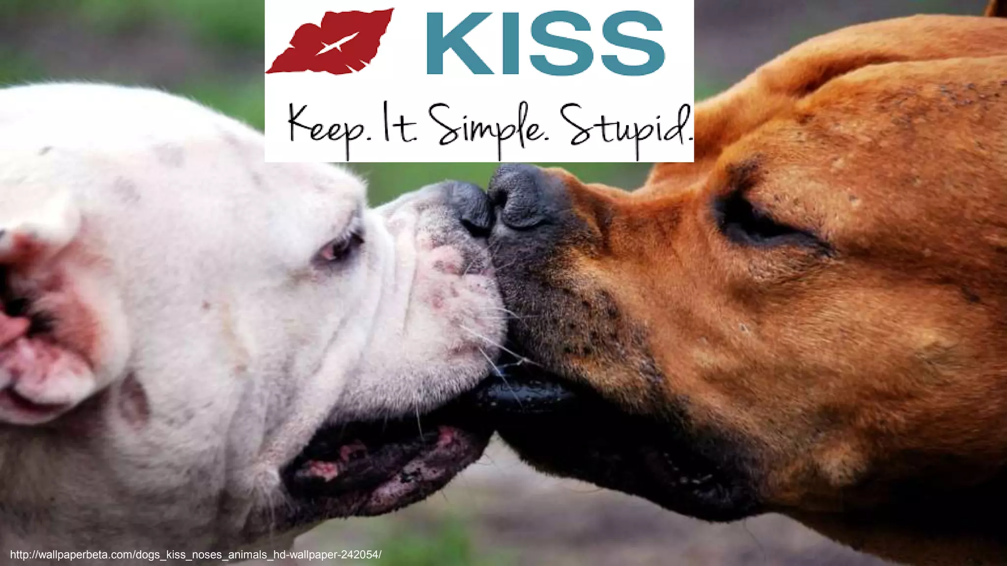@aviranmhttp://wallpaperbeta.com/dogs_kiss_noses_animals_hd-wallpaper-242054/ 
