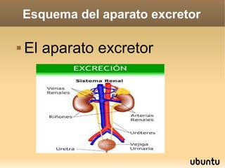 Esquema del aparato excretor


El aparato excretor

 