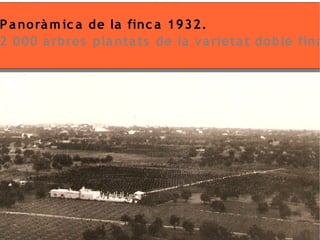 P a no rà m ic a de la finc a 1932.
2 000 a rbres pla nta ts de la va rieta t do ble fina
 