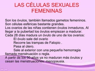 LAS CÉLULAS SEXUALES
            FEMENINAS
Son los óvulos, también llamados gametos femeninos.
Son células esféricas bastante grandes.
Los ovarios de las niñas contienen óvulos inmaduros. Al
llegar a la pubertad los óvulos empiezan a madurar.
Cada 28 días madura un óvulo de uno de los ovarios:
      El óvulo sale del ovario
      Recorre las trampas de Falopio .
      Pasa al útero.
      Sale al exterior con una pequeña hemorragia
llamada menstruación o regla.
A partir de los 50 años ya no maduran más óvulos y
cesan las menstruaciones: menopausia.
 