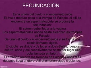 FECUNDACIÓN
        Es la unión del óvulo y el espermatozoide
 El óvulo maduro pasa a la trompa de Falopio, si allí se
      encuentra un espermatozoide se produce la
                       fecundación:
             El semen debe llegar a la vagina
Los espermatozoides nadan hasta alcanzar las trompas
                        de Falopio.
 Se unen el óvulo y el espermatozoide y se forma una
                  célula llamada cigoto.
  El cigoto se divide y da lugar a dos células, luego a
 cuatro, ocho y así sucesivamente hasta dar lugar una
                  bola llamada embrión.
 El embrión recorre las trompas de Falopio y unos días
después llega al útero. Allí el embrión sigue creciendo.
 