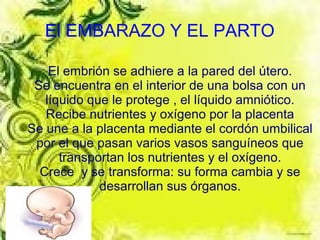 El EMBARAZO Y EL PARTO

    El embrión se adhiere a la pared del útero.
 Se encuentra en el interior de una bolsa con un
   líquido que le protege , el líquido amniótico.
   Recibe nutrientes y oxígeno por la placenta
Se une a la placenta mediante el cordón umbilical
 por el que pasan varios vasos sanguíneos que
      transportan los nutrientes y el oxígeno.
  Crece y se transforma: su forma cambia y se
             desarrollan sus órganos.
 