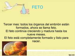 FETO



Tercer mes: todos los órganos del embrión están
          formados, ahora se llama feto.
 El feto continúa creciendo y madura hasta los
                 nueve meses.
El feto está completamente formado y listo para
                     nacer.
 