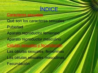 ÍNDICE
Caracteres sexuales
Qué son los caracteres sexuales
Pubertad
Aparato reproductor femenino
Aparato reproductor masculino
Células sexuales y fecundación
Las células sexuales femeninas
Las células sexuales masculinas
Fecundación
 