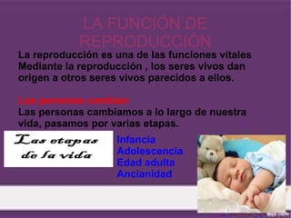 LA FUNCIÓN DE
            REPRODUCCIÓN
La reproducción es una de las funciones vitales
Mediante la reproducción , los seres vivos dan
origen a otros seres vivos parecidos a ellos.

Las personas cambian
Las personas cambiamos a lo largo de nuestra
vida, pasamos por varias etapas.
                   Infancia
                   Adolescencia
                   Edad adulta
                   Ancianidad
 