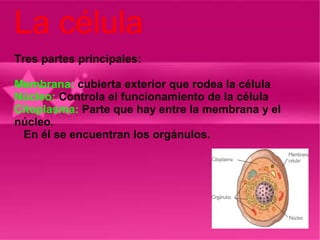 La célula
Tres partes principales:

Membrana: cubierta exterior que rodea la célula
Núcleo: Controla el funcionamiento de la célula
Citoplasma: Parte que hay entre la membrana y el
núcleo.
 En él se encuentran los orgánulos.
 