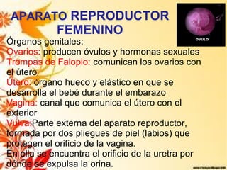 APARATO REPRODUCTOR
            FEMENINO
Órganos genitales:
Ovarios: producen óvulos y hormonas sexuales
Trompas de Falopio: comunican los ovarios con
el útero
Útero: órgano hueco y elástico en que se
desarrolla el bebé durante el embarazo
Vagina: canal que comunica el útero con el
exterior
Vulva:Parte externa del aparato reproductor,
formada por dos pliegues de piel (labios) que
protegen el orificio de la vagina.
En ella se encuentra el orificio de la uretra por
dónde se expulsa la orina.
 