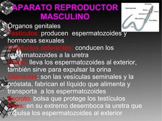 APARATO REPRODUCTOR
      MASCULINO
Órganos genitales:
Testículos: producen espermatozoides y
hormonas sexuales
Conductos deferentes: conducen los
espermatozoides a la uretra
Uretra: lleva los espermatozoides al exterior,
también sirve para expulsar la orina
Glándulas: son las vesículas seminales y la
próstata, fabrican el líquido que alimenta y
transporta a los espermatozoides
Escroto: bolsa que protege los testículos
Pene: en su extremo desemboca la uretra que
expulsa los espermatozoides al exterior
 
