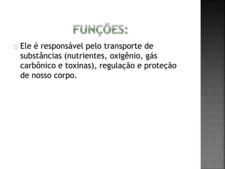 Ele é responsável pelo transporte de 
substâncias (nutrientes, oxigênio, gás 
carbônico e toxinas), regulação e proteção 
de nosso corpo. 
 