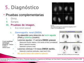  Pruebas complementarias
I. Orina.
II. Sangre.
III. Pruebas de imagen.
i. Eco renal vesical
ii. Gammagrafía renal (DMSA)
• De elección para detección de lesión aguda
(PNA) y crónica (cicatriz).
• Lesiones agudas: <1 semana DMSA precoz
- Reducción función relativa >10% frente al riñón contralateral.
- Menor captación trazador.
- Distorsión contorno renal.
• Lesiones crónicas:> 6 meses DMSA tardío.
• Detección cicatrices residuales, mejor tras 9-12m.
• No aporta datos del sistema colector.
Fuente:
http://www.radiologyinfo.org/sp/photocat/gallery3.cfm?
image=nl-dmsa.jpg&pg=renal
Hernández Marco R, Daza A, Marín Serra J. Protocolos diagnósticos y terapéuticos de Nefrología. [en línea]. Madrid: Asociación Española de Pediatría; 2008.
Disponible en: http://www.aeped.es/sites/default/files/documentos/5_4.pdf
Puede modificar
estrategia
posterior: realizar
CUMS ó
DMSA tardío.
Fuente: http://www.nuclearvina.com/renal.php
 