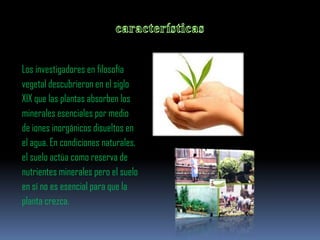 Los investigadores en filosofía
vegetal descubrieron en el siglo
XIX que las plantas absorben los
minerales esenciales por medio
de iones inorgánicos disueltos en
el agua. En condiciones naturales,
el suelo actúa como reserva de
nutrientes minerales pero el suelo
en sí no es esencial para que la
planta crezca.
 