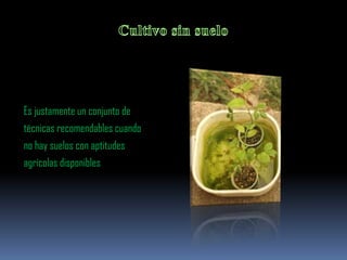 Es justamente un conjunto de
técnicas recomendables cuando
no hay suelos con aptitudes
agrícolas disponibles
 