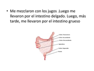 • Me mezclaron con los jugos .Luego me
  llevaron por el intestino delgado. Luego, más
  tarde, me llevaron por el intesti...